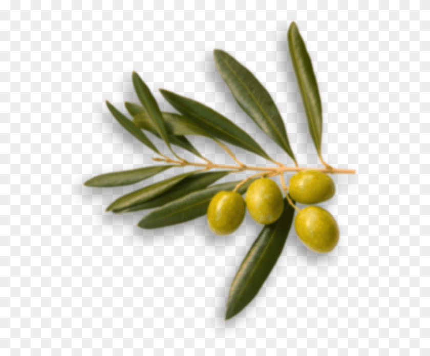 583x635 Go To Image Olives Top View, Tree, Plant, Leaf HD PNG Download
