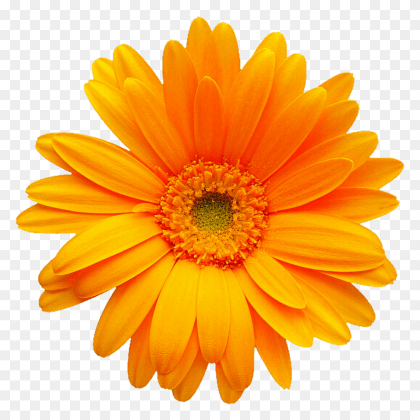 887x886 Оранжевые Желтые Герберы Ромашки, Растение, Цветок, Цветение Png Скачать