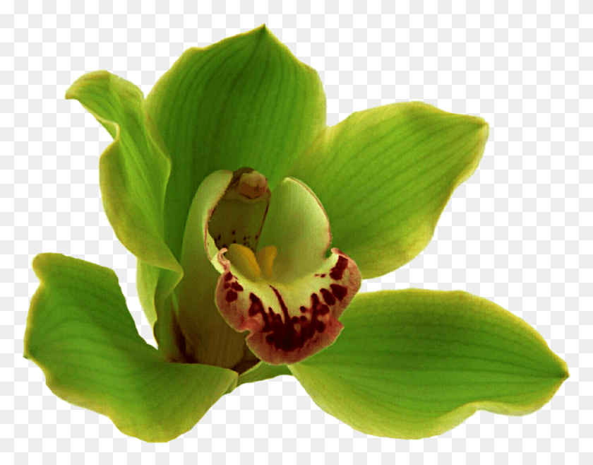1007x773 Go To Image Orchids, Plant, Flower, Blossom HD PNG Download