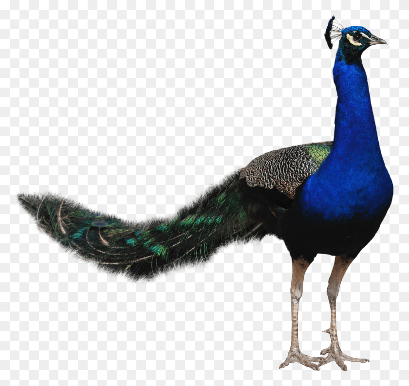 1816x1708 Go To Image Peafowl, Animal, Bird, Peacock HD PNG Download