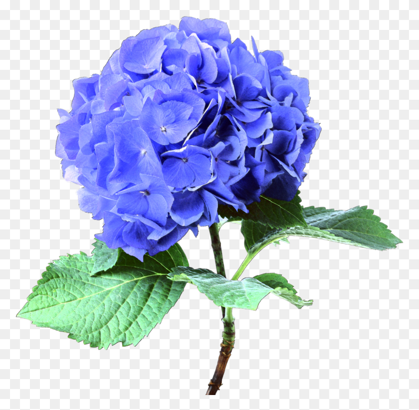 1150x1124 Descargar Png Go To Image Flor Azul Real, Geranio, Flor, Planta Hd Png