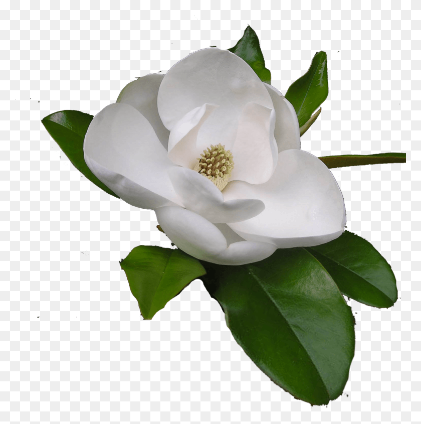 1143x1151 Png Южная Магнолия, Роза, Цветок, Растение Hd Png Скачать