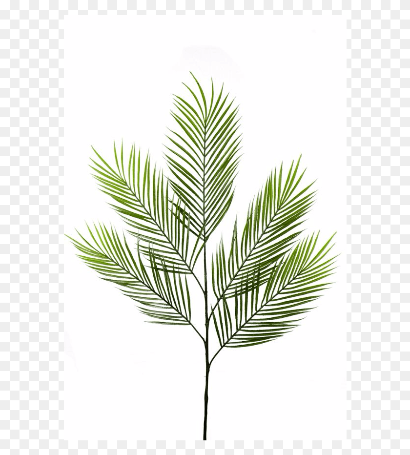 580x872 Go To Image Spruce, Leaf, Plant, Grass HD PNG Download