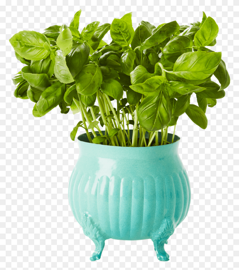 1015x1156 Go To Image Suport Flori Dedeman Pret, Plant, Potted Plant, Vase HD PNG Download