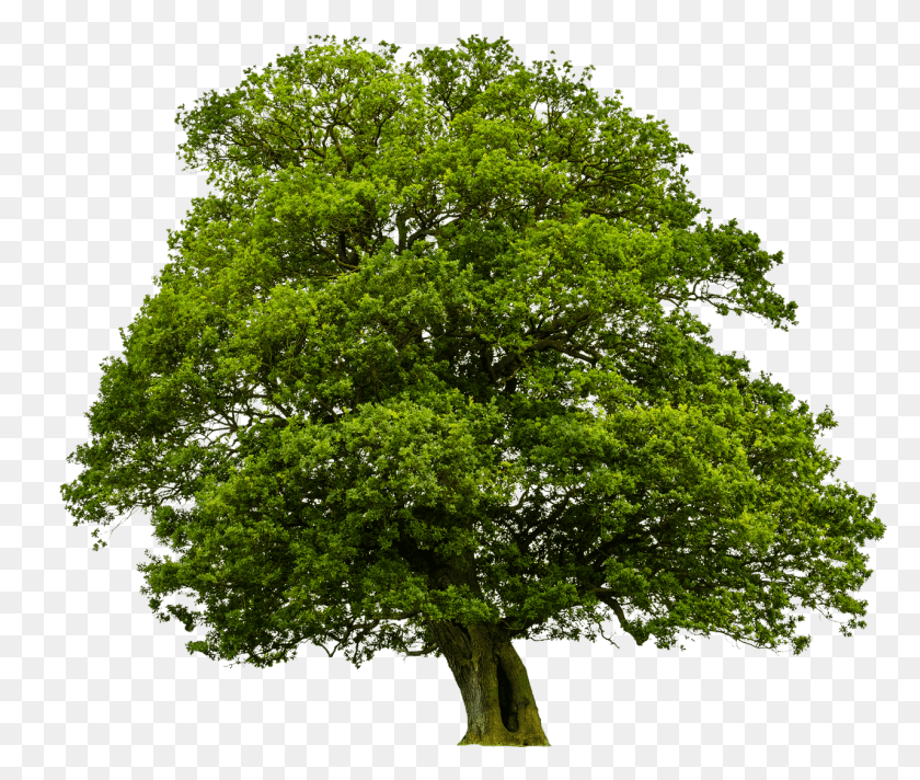 1281x1072 Go To Image Tree High Quality, Plant, Oak, Tree Trunk HD PNG Download