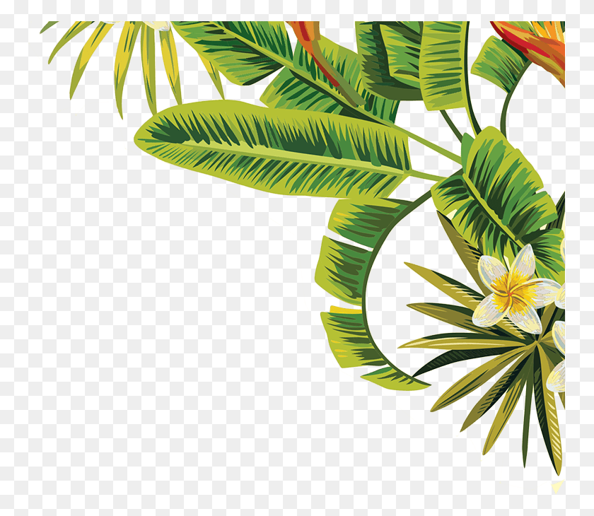 759x670 Png Изображение - Тропические Пальмовые Листья.