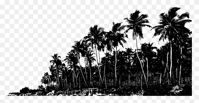 1051x505 Goa Beach Silhouette 2 Attalea Speciosa, Nature, Outdoors, Night HD PNG Download