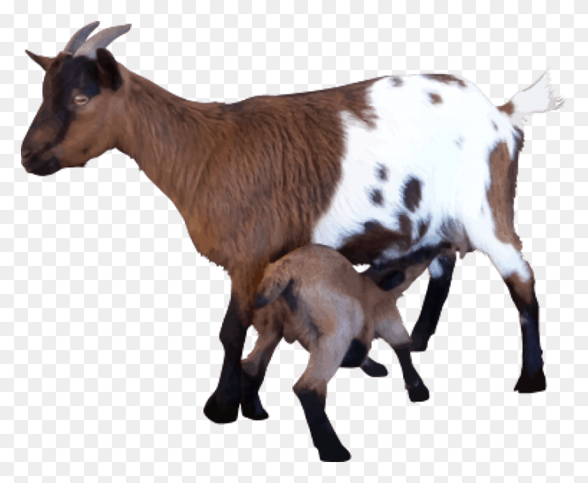 850x687 Коза, Корова, Крупный Рогатый Скот, Млекопитающее Hd Png Скачать