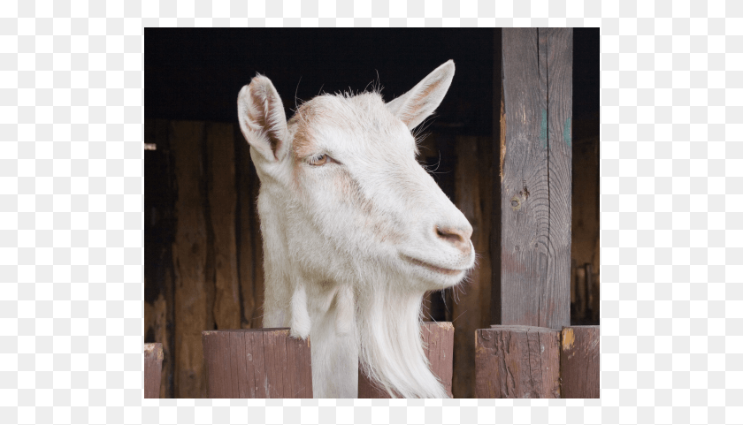 516x421 Goat, Mammal, Animal, Cow HD PNG Download