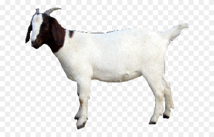 640x480 Goat, Mammal, Animal, Mountain Goat HD PNG Download