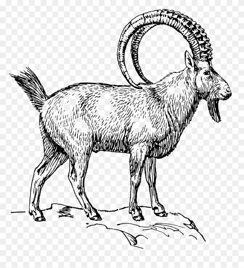 1770x1956 Goat 2 Ibex Blanco Y Negro, Gris, World Of Warcraft Hd Png