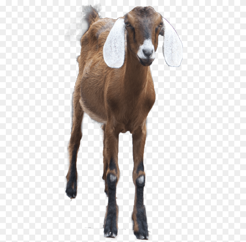 409x825 Goat Alpha Channel Clipart Images Gaot Pic In, Livestock, Animal, Mammal, Antelope Transparent PNG