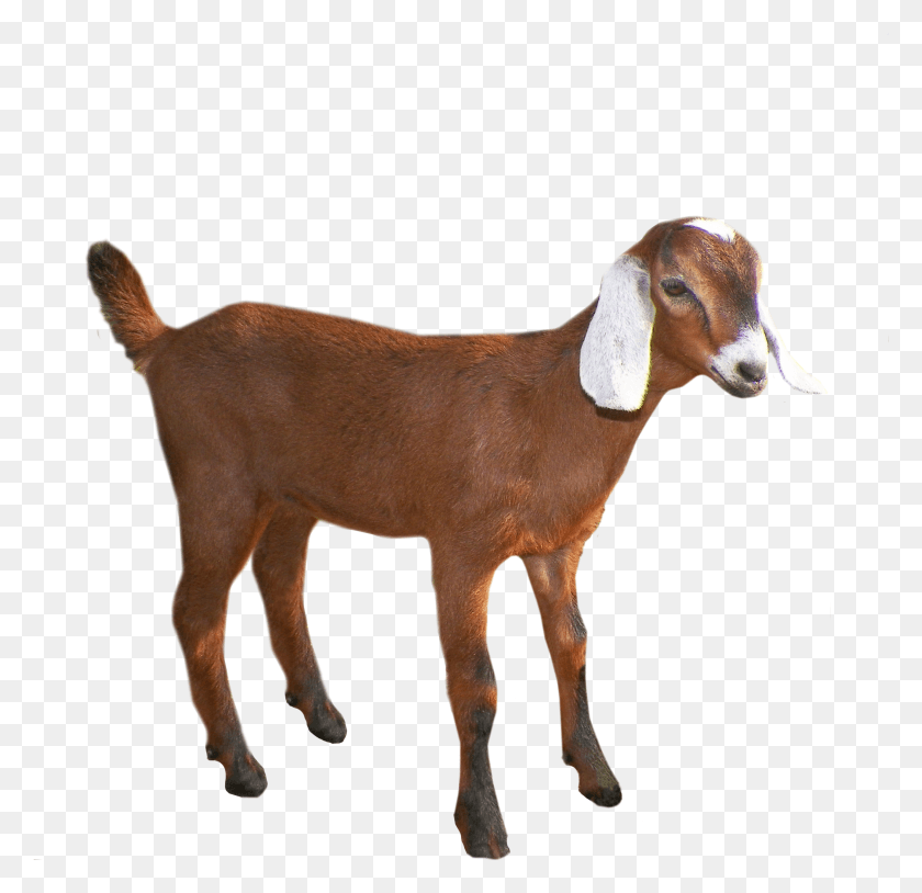 2576x2493 Goat Brown Goat, Mammal, Animal, Dog HD PNG Download