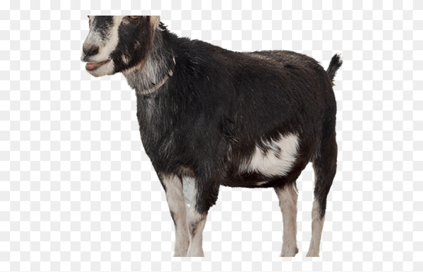 526x481 Goat Cutout, Mammal, Animal, Mountain Goat HD PNG Download
