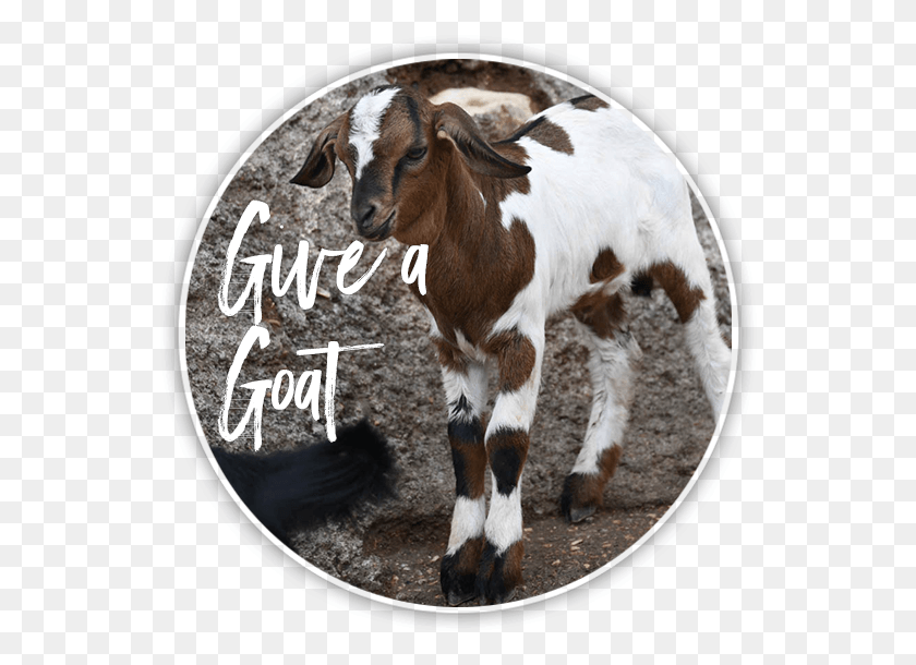 550x550 Goat Foal, Cow, Cattle, Mammal HD PNG Download