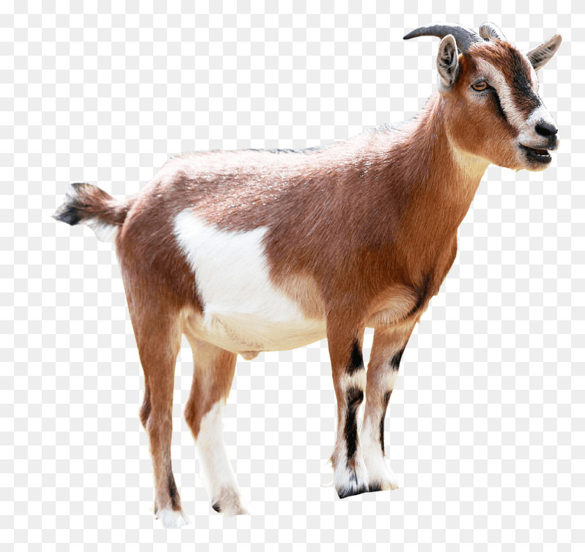 946x889 Goat Image Transparent Background Transparent Background Goats, Mammal, Animal, Antelope HD PNG Download