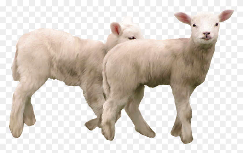 1559x941 Коза Козел Коза, Животное, Млекопитающее, Овца Hd Png Скачать