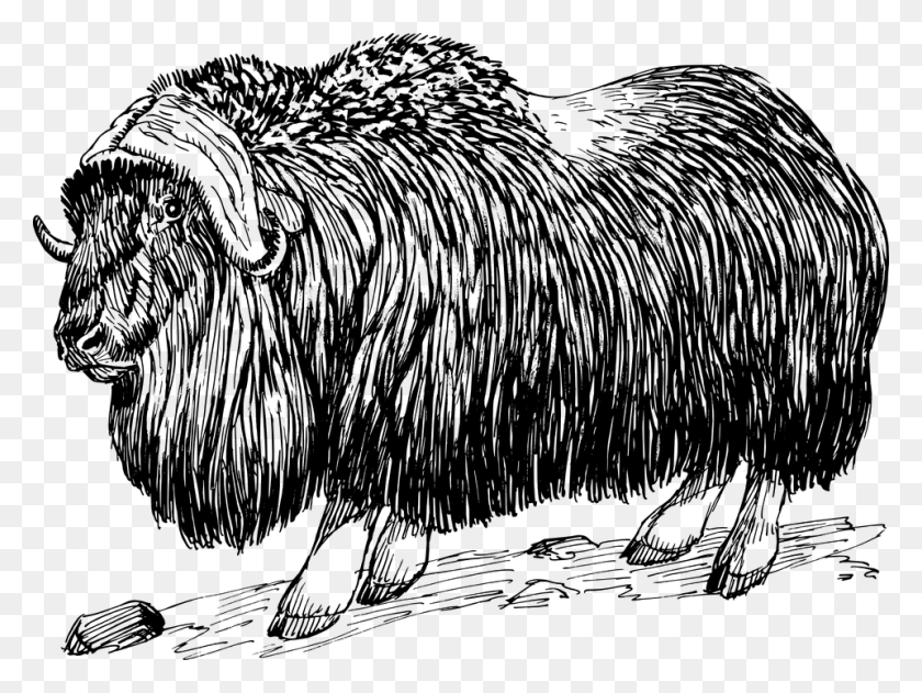 960x703 Goat Like Horns Billy Goat Animal Biology Mammal Musk Ox Black And White, Gray, World Of Warcraft HD PNG Download