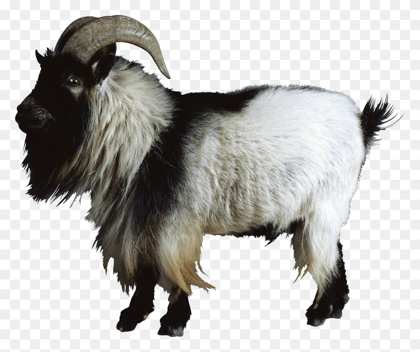 3175x2628 Goat Mountain Goat No Background HD PNG Download