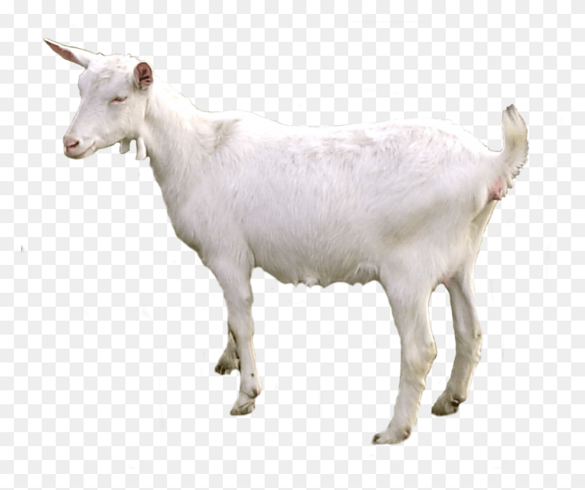 1238x1022 Коза, Млекопитающее, Животное, Горный Козел Png Скачать