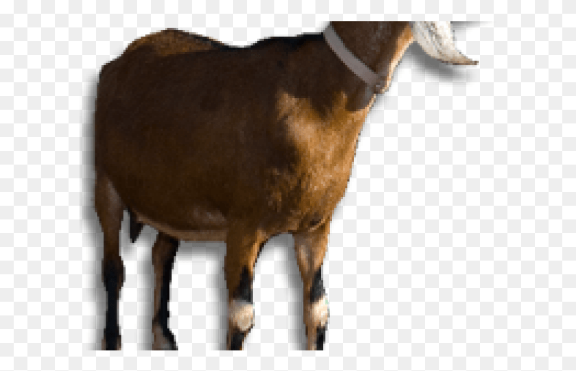 609x481 Коза, Млекопитающее, Животное, Лошадь Png Скачать