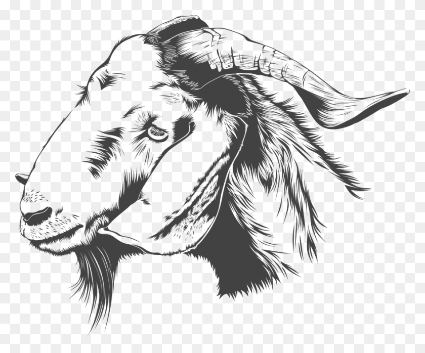 880x720 Goat Transparent Images Transparent Backgrounds Boer Goat Head, Stencil, Bird, Animal HD PNG Download
