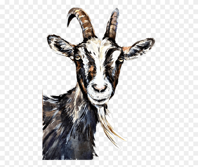 480x648 Goat Watercolor, Mammal, Animal, Antelope HD PNG Download