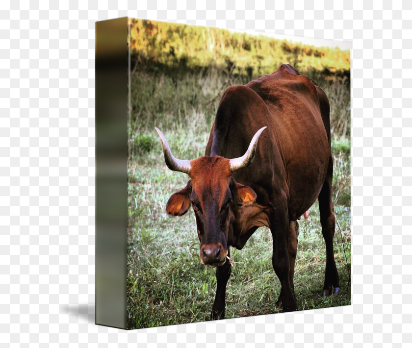 606x650 Goat With Long Horns Bull, Cow, Cattle, Mammal HD PNG Download
