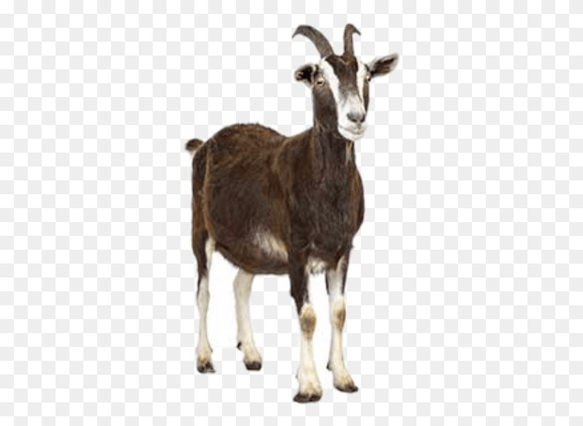 314x554 Goat With White Background, Mammal, Animal, Antelope HD PNG Download