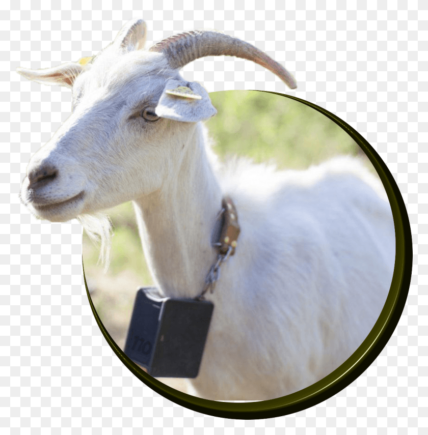 1116x1138 Goats Goat, Mammal, Animal, Antelope HD PNG Download