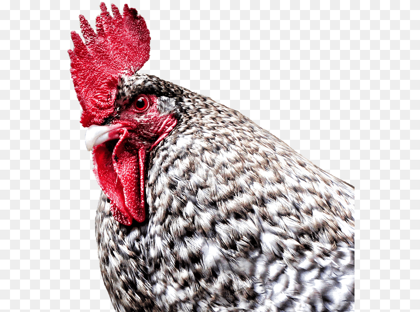 578x625 Gockel Hahn Hen Dangerous Farm Poultry Bird Rooster, Animal, Chicken, Fowl PNG