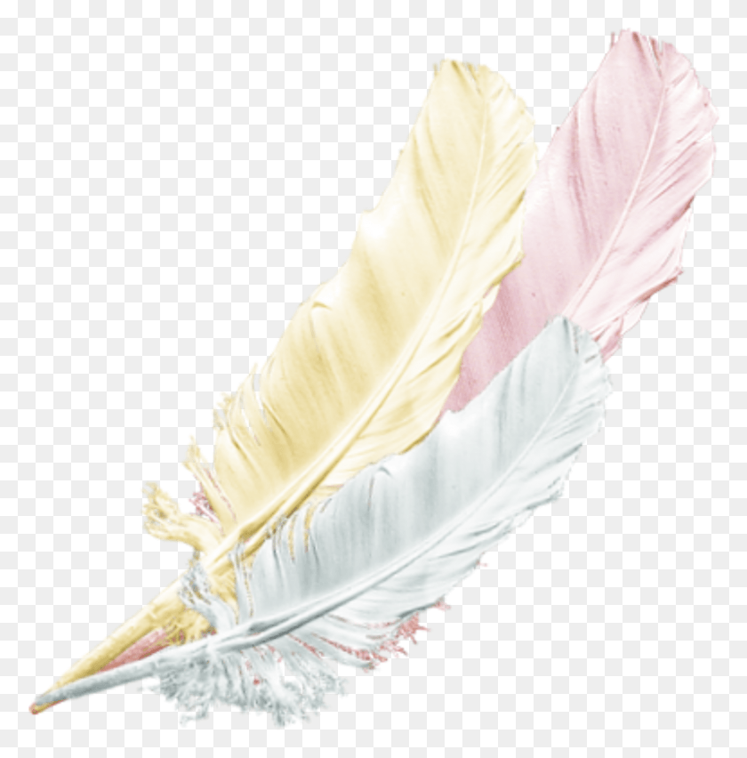 859x873 Gold Silver Pink Feather Feathers Native Boho Traditional Sport, Bottle, Ink Bottle, Pen HD PNG Download