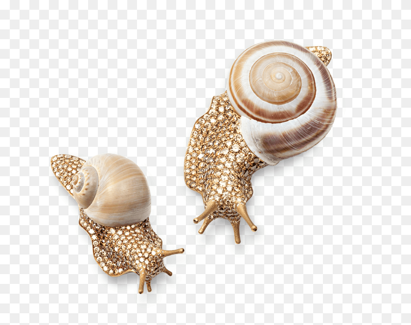 653x604 Gold Snail, Invertebrate, Animal, Sea Life HD PNG Download