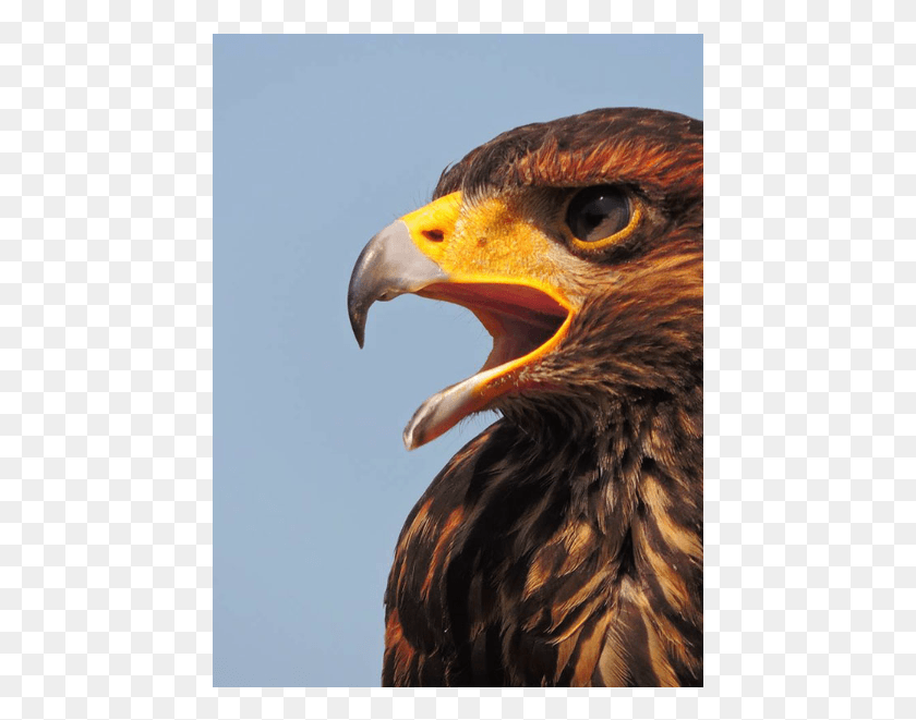 451x601 Golden Eagle, Halcón, Pájaro, Animal Hd Png