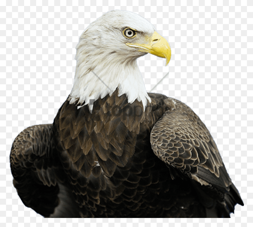 850x757 Golden Eagle, Bird, Animal, Bald Eagle HD PNG Download