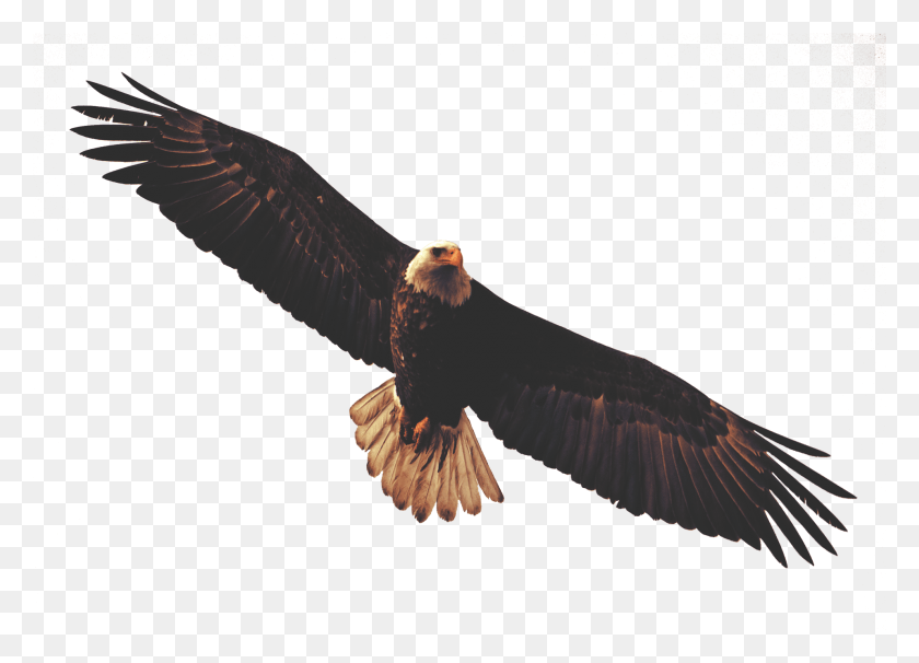 1918x1344 Golden Eagle Clipart Dead Eagle, Bird, Animal, Flying HD PNG Download
