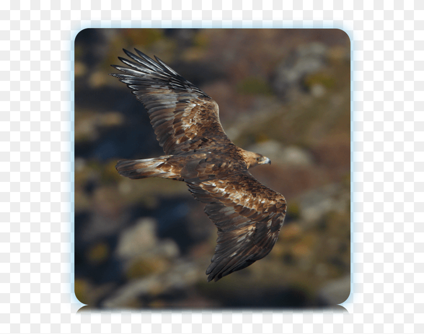 600x601 Golden Eagle Flying Golden Eagle Sea Birds Exotic Orel Indomalajsk, Bird, Animal, Bald Eagle HD PNG Download