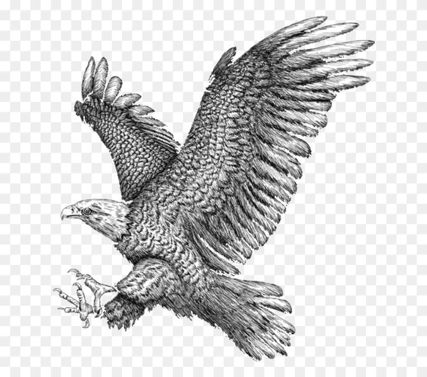 636x680 Golden Eagle Golden Eagle, Bird, Animal, Hawk HD PNG Download