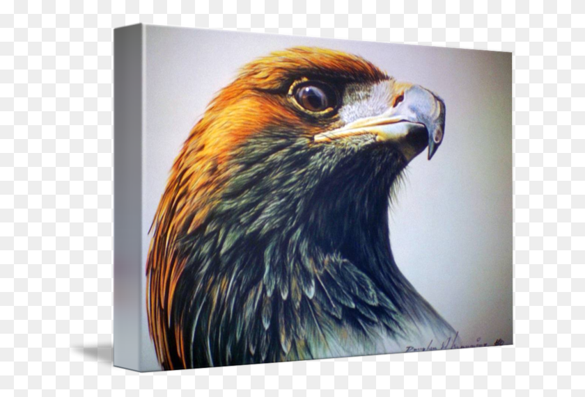 650x511 Golden Eagle Pictures Red Tailed Hawk, Beak, Bird, Animal HD PNG Download