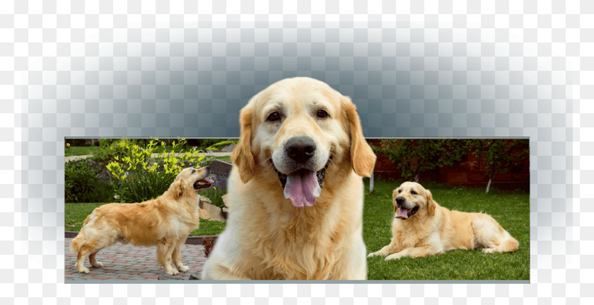 950x453 Golden Retriever, Dog, Pet, Canine HD PNG Download