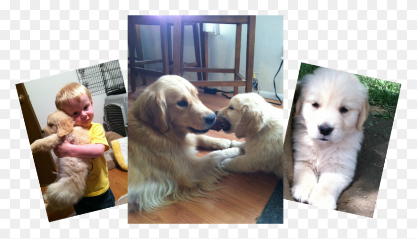 825x446 Golden Retriever, Dog, Pet, Canine HD PNG Download