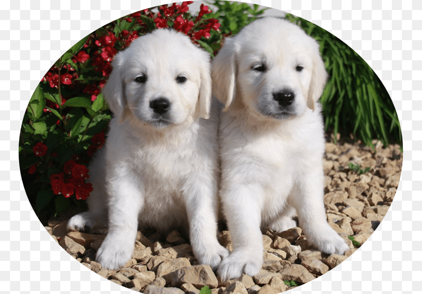 Golden Retriever, Animal, Puppy, Photography, Pet Sticker PNG