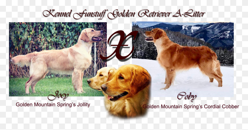 1843x904 Golden Retriever A Litter Plan Golden Retriever, Dog, Pet, Canine HD PNG Download