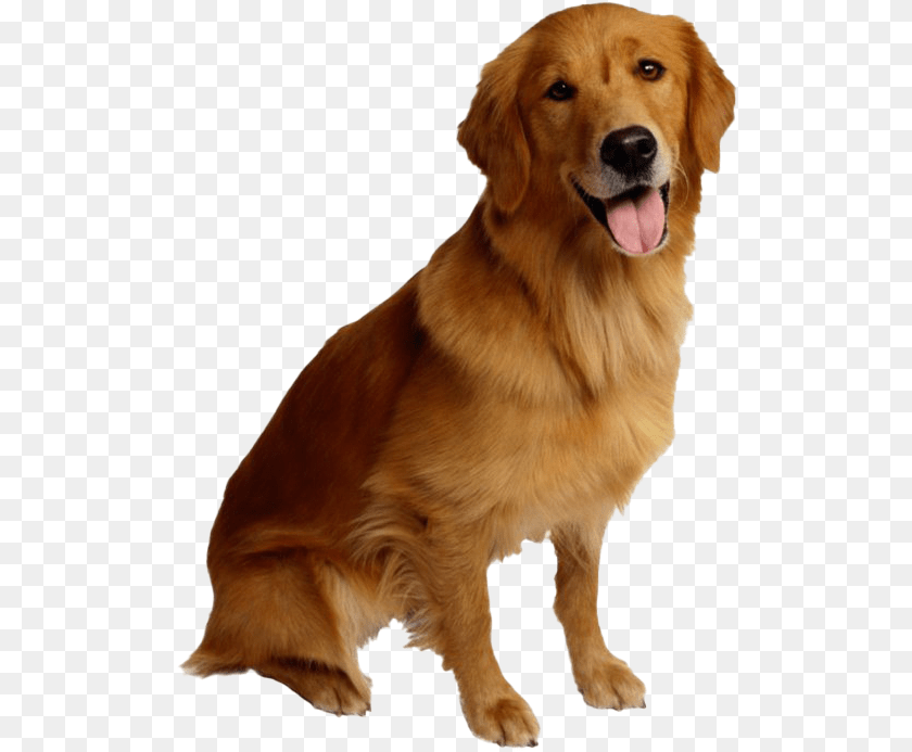 517x693 Golden Retriever Dog Golden Retriever Dog, Animal, Canine, Golden Retriever, Mammal Sticker PNG