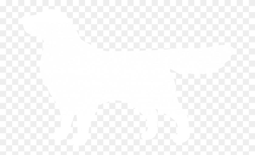 700x452 Золотистый Ретривер Собака Золотистый Ретривер Силуэт Белый, Млекопитающее, Животное, Кошка Hd Png Скачать
