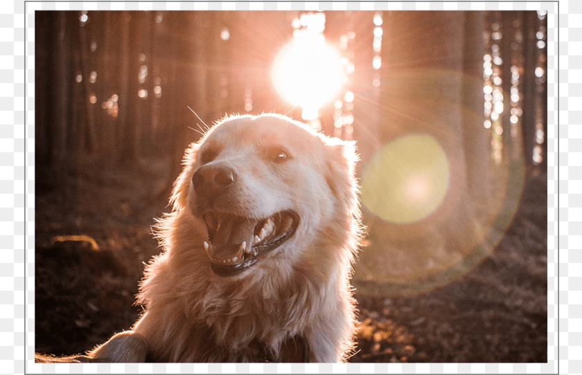 773x542 Golden Retriever Dog Hd, Animal, Canine, Flare, Golden Retriever Clipart PNG