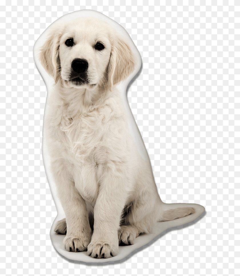 612x906 Golden Retriever Dog Pillow Golden Retriever Wallpaper Iphone X, Pet, Canine, Animal HD PNG Download