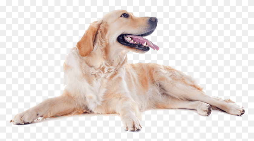 1148x601 Descargar Png Golden Retriever Perro Feliz Arte De Uñas Calcomanías Parche Cachorro De Perro, Mascota, Canino, Animal Hd Png