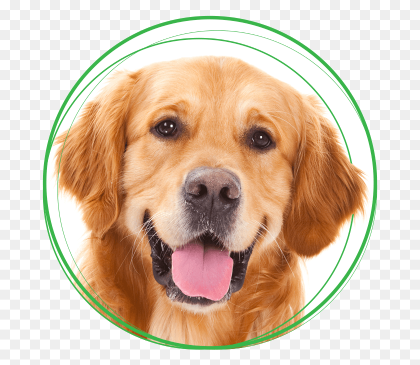 671x671 Golden Retriever Mans Best Friend, Puppy, Dog, Pet HD PNG Download