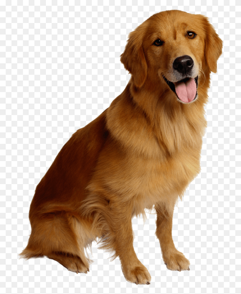 721x962 Golden Retriever Puppies Dog, Pet, Canine, Animal HD PNG Download